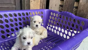 1-3 months Female Purebred Poodle