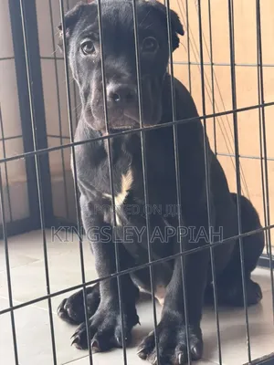 1-3 months Male Purebred Cane Corso