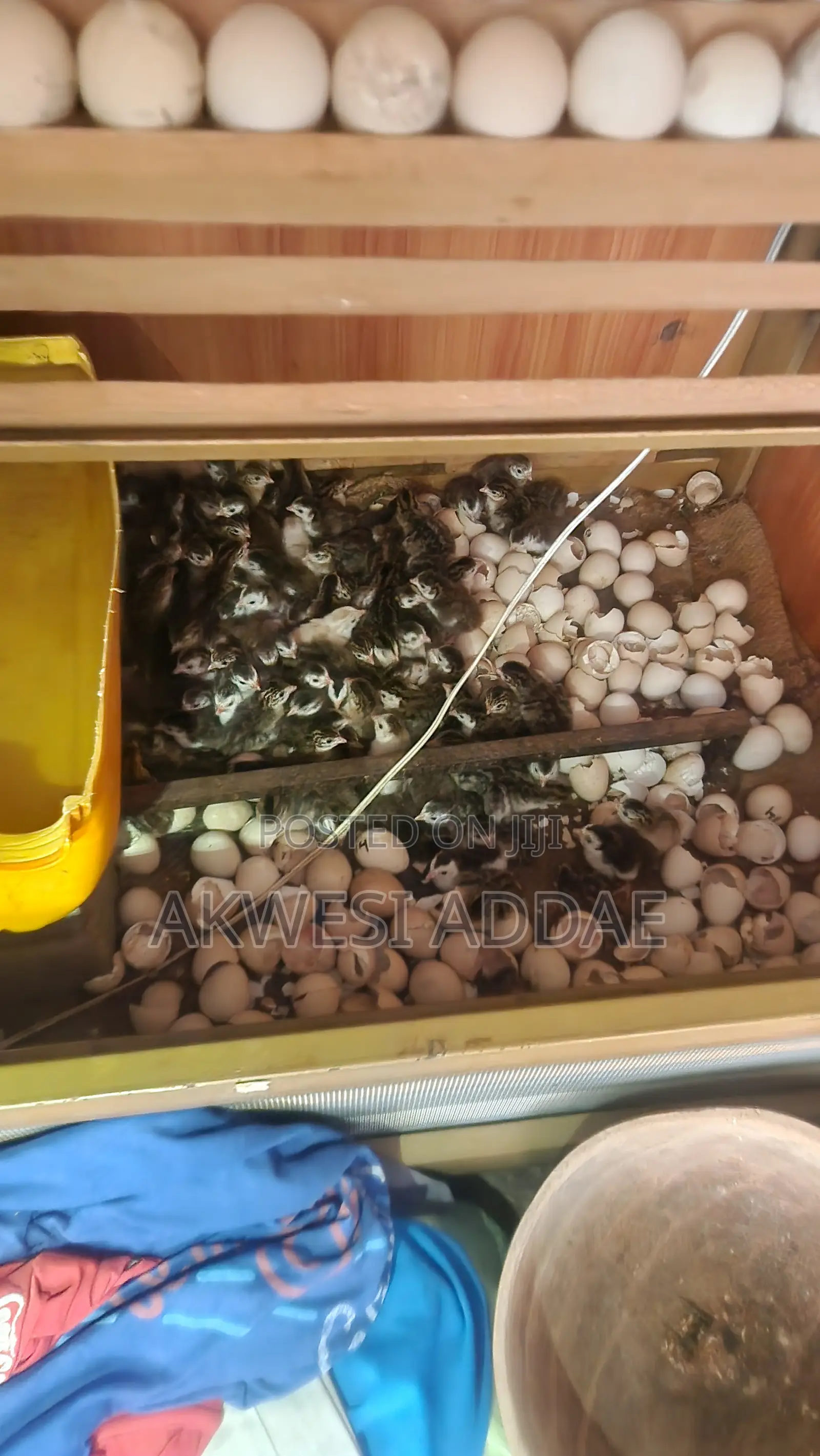 Guinea Fowl and Guinea Fowl Eggs
