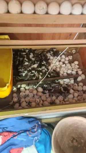 Guinea Fowl and Guinea Fowl Eggs