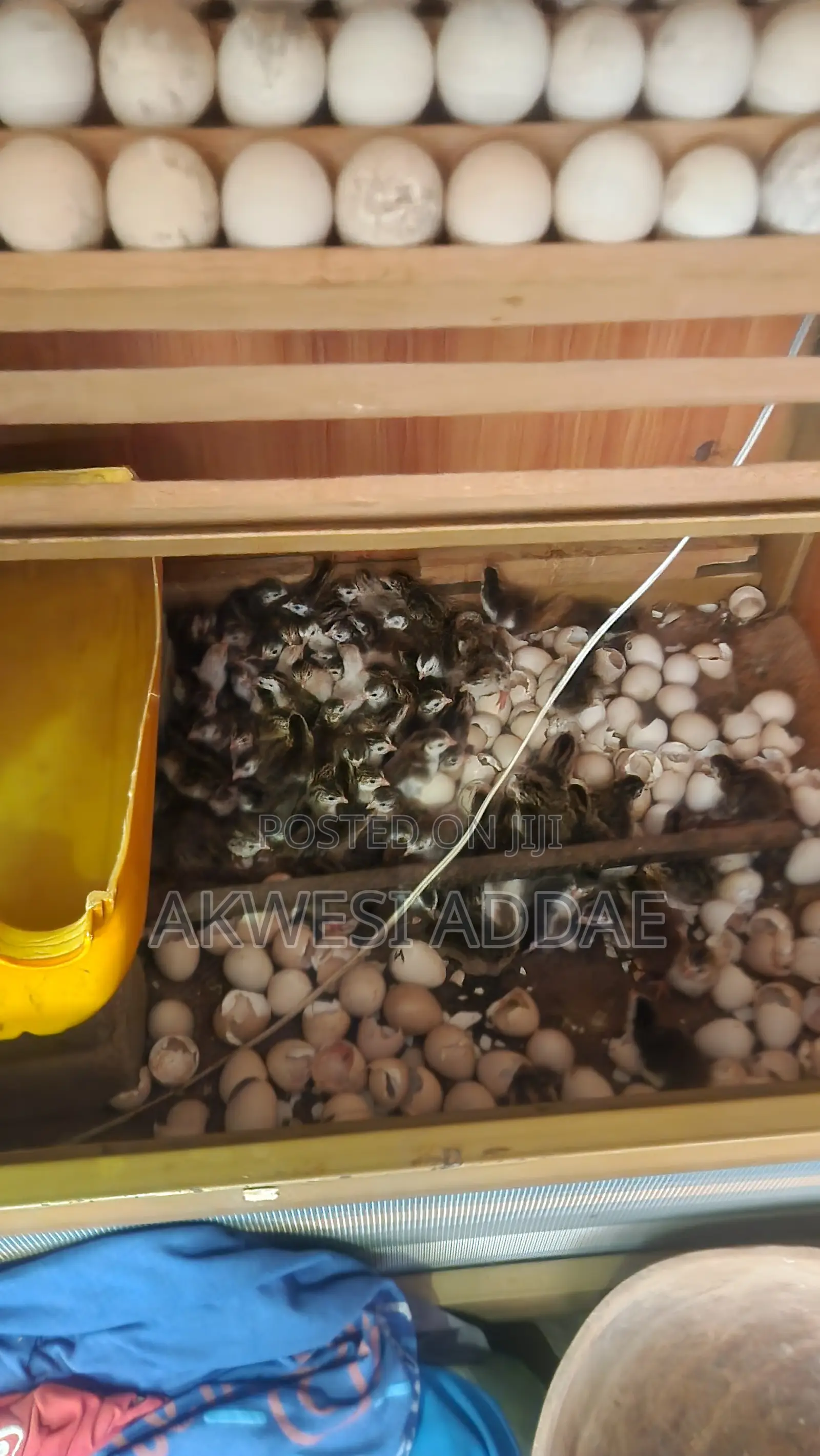 Guinea Fowl and Guinea Fowl Eggs