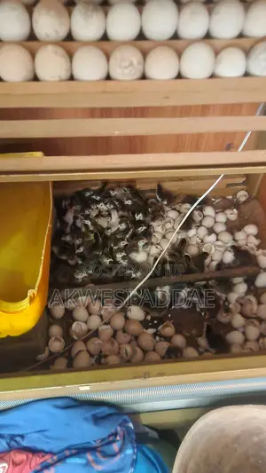 Guinea Fowl and Guinea Fowl Eggs