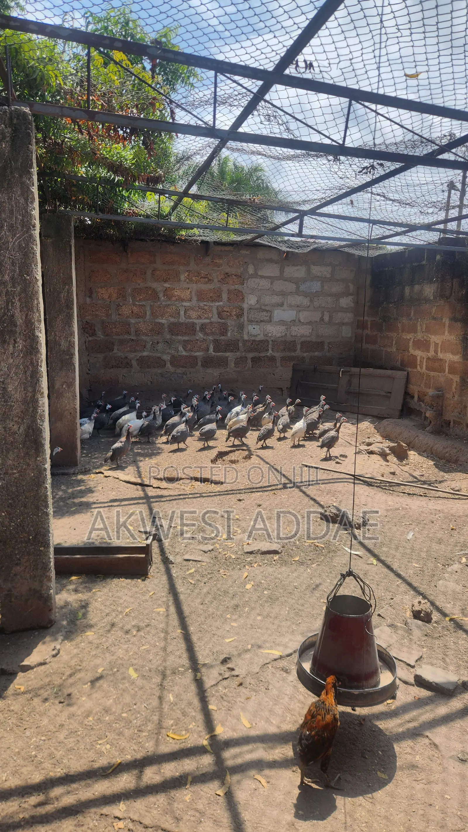 Guinea Fowl and Guinea Fowl Eggs