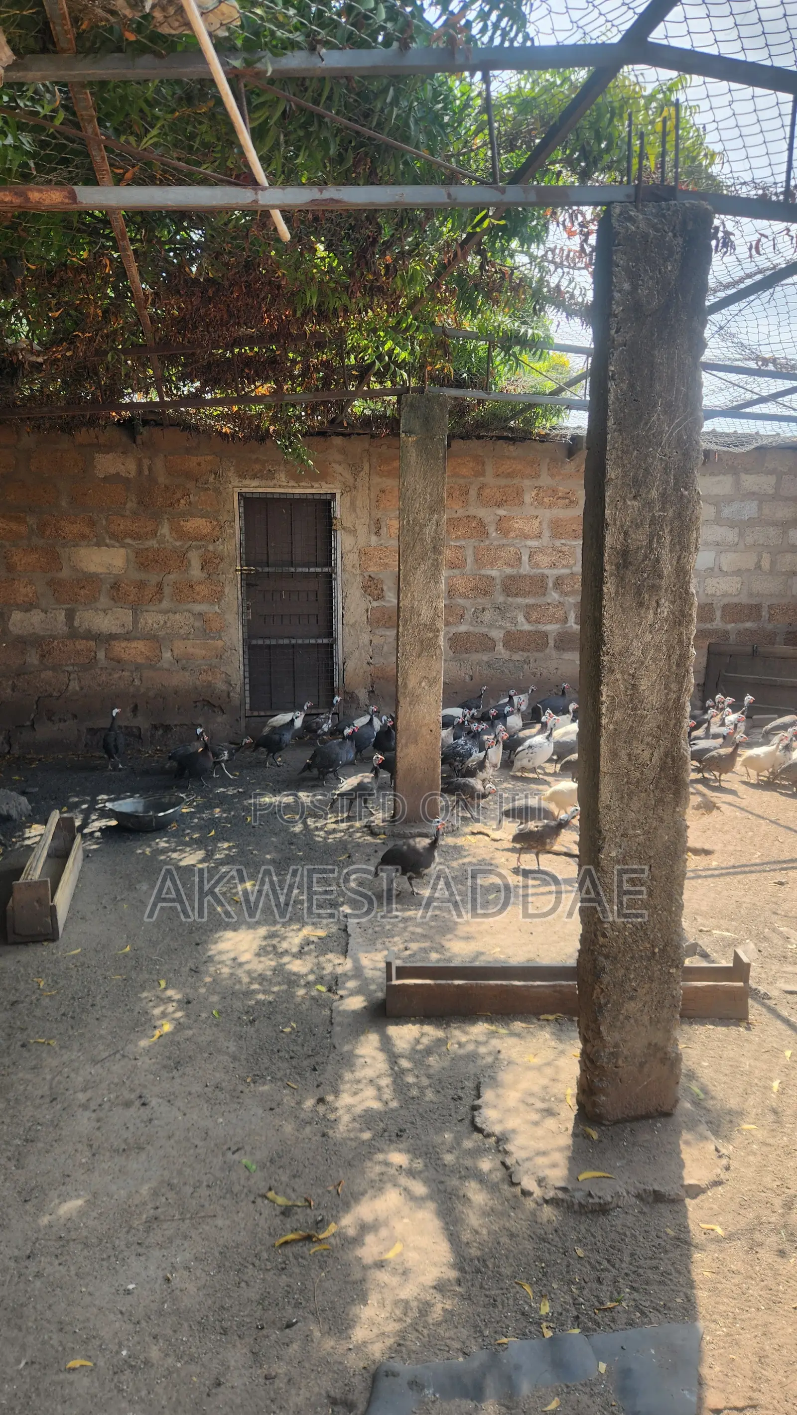 Guinea Fowl and Guinea Fowl Eggs