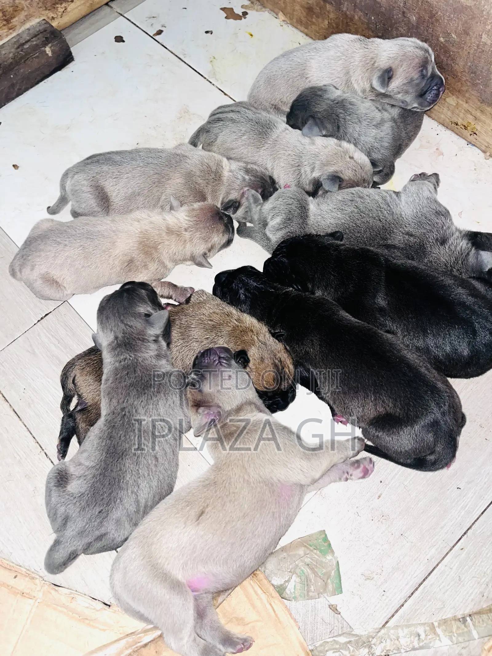 0-1 month Male Purebred Cane Corso
