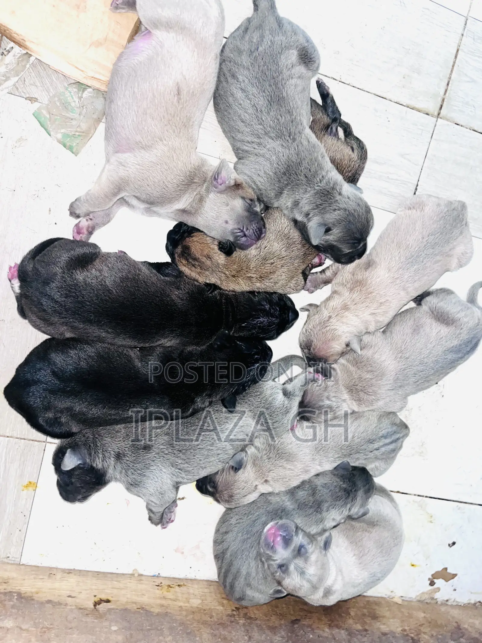 0-1 month Male Purebred Cane Corso