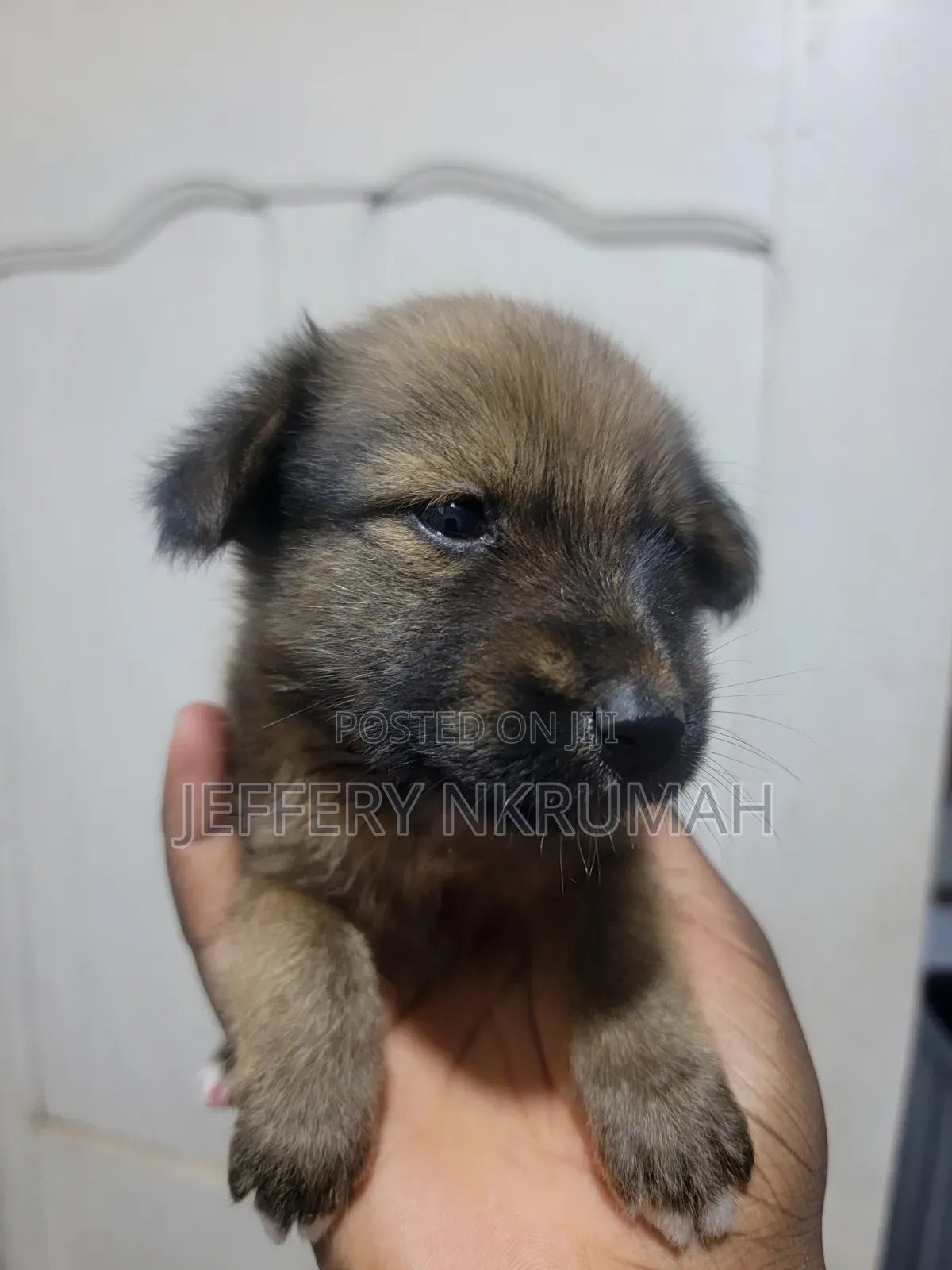 0-1 month Female Purebred Basenji