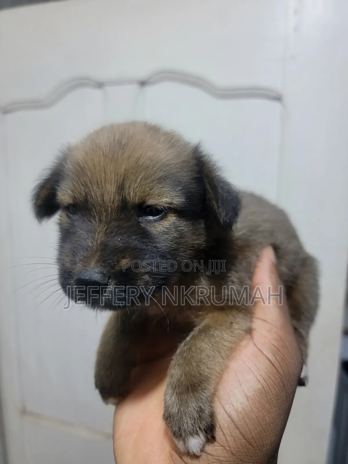0-1 month Female Purebred Basenji