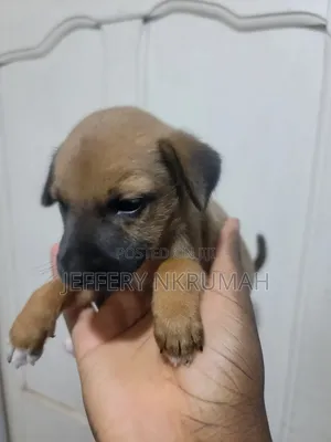 0-1 month Female Purebred Basenji
