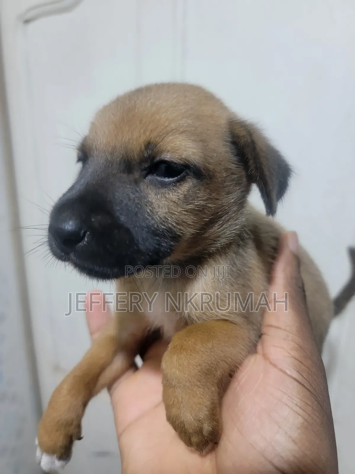 0-1 month Female Purebred Basenji