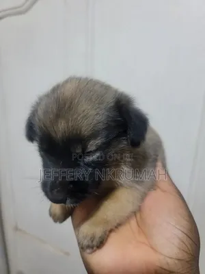 0-1 month Female Purebred Basenji