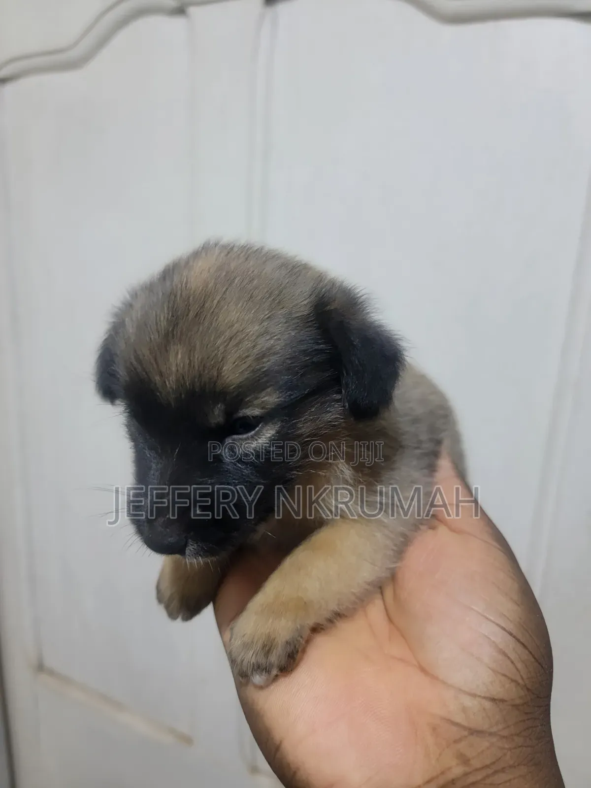 0-1 month Female Purebred Basenji