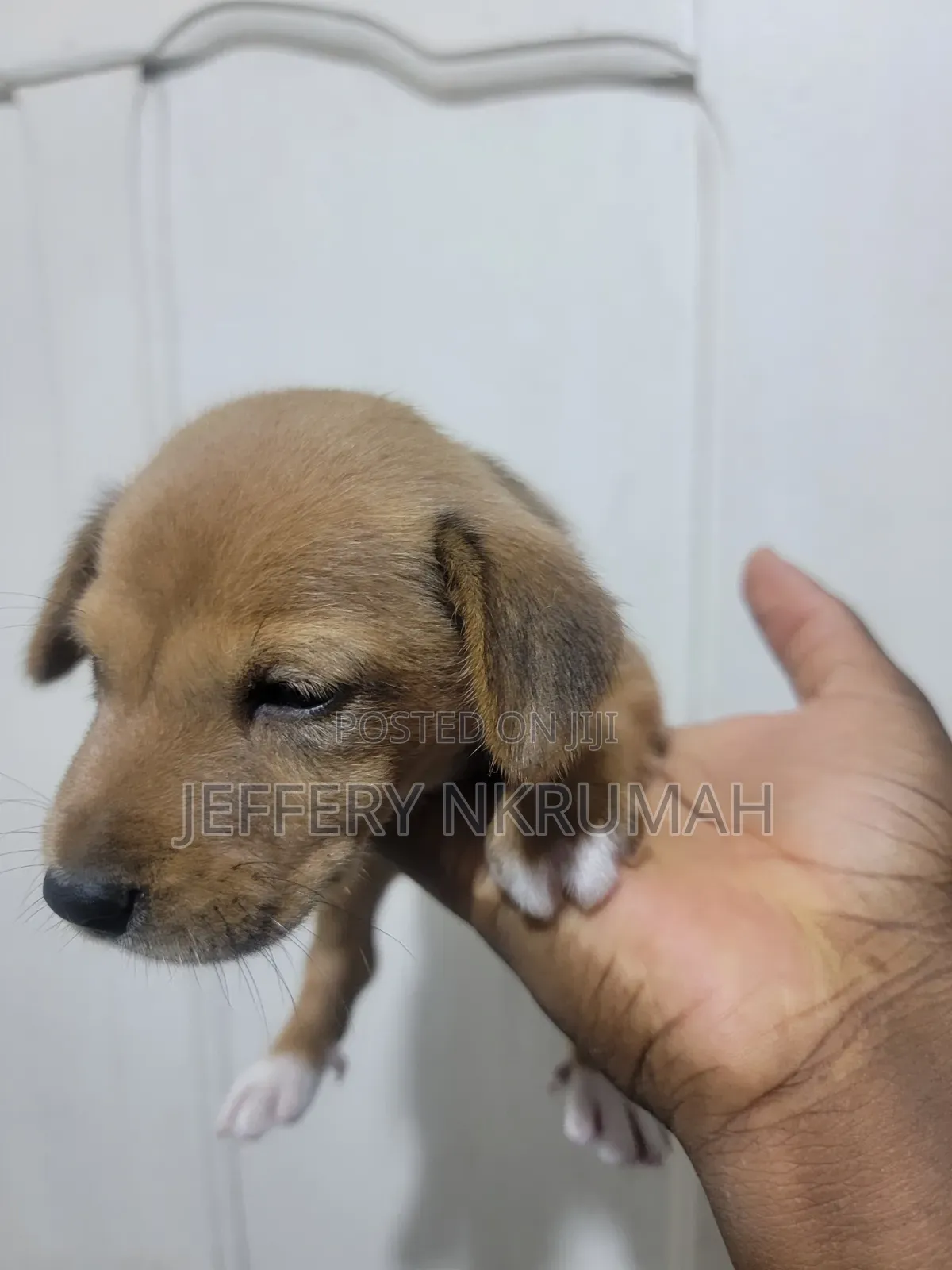 0-1 month Female Purebred Basenji