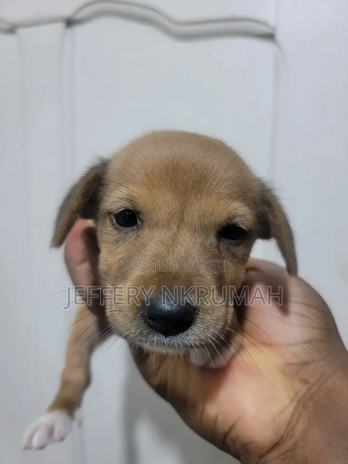 0-1 month Female Purebred Basenji