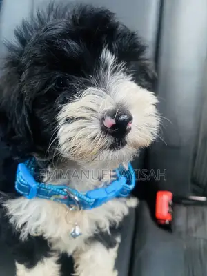 1-3 months Male Purebred Poodle