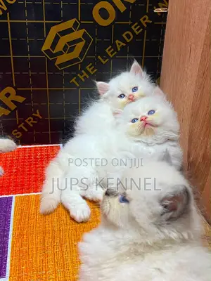 1-3 months Female Purebred Persian