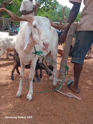 Sheep for Sale