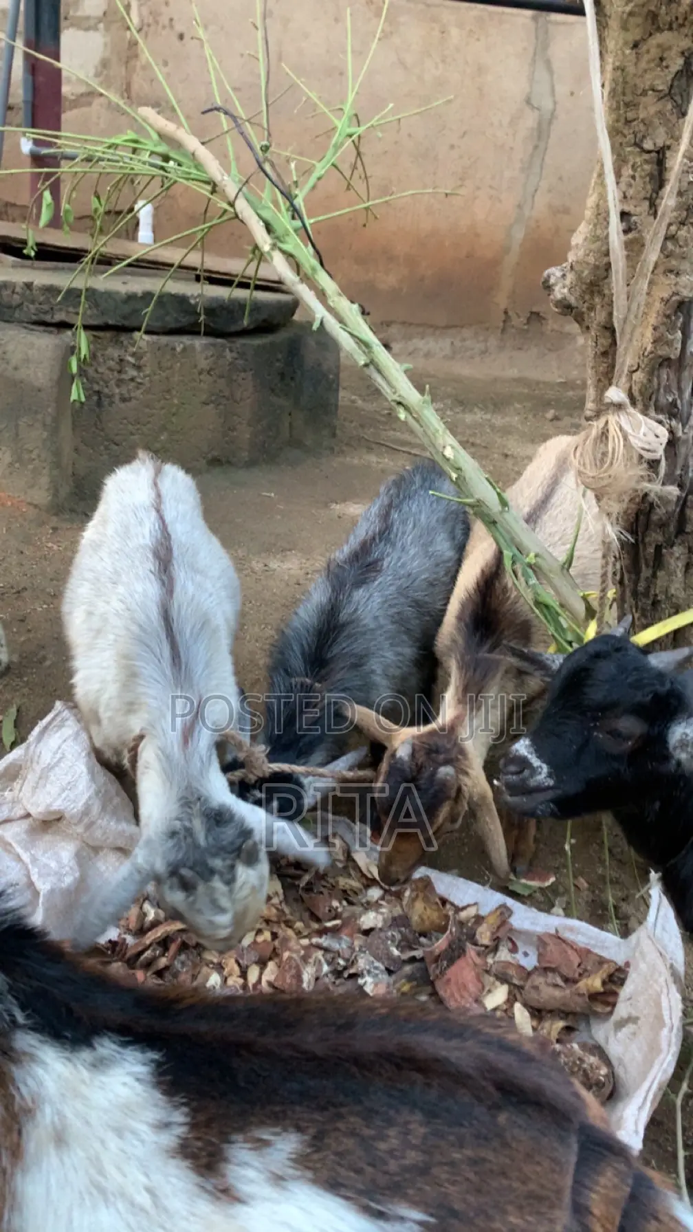 Ritty Livestock
