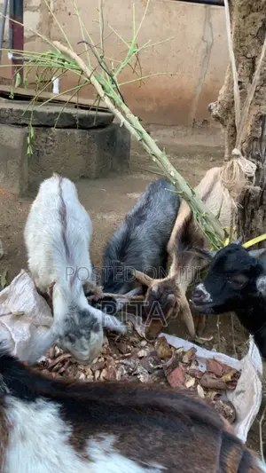 Ritty Livestock