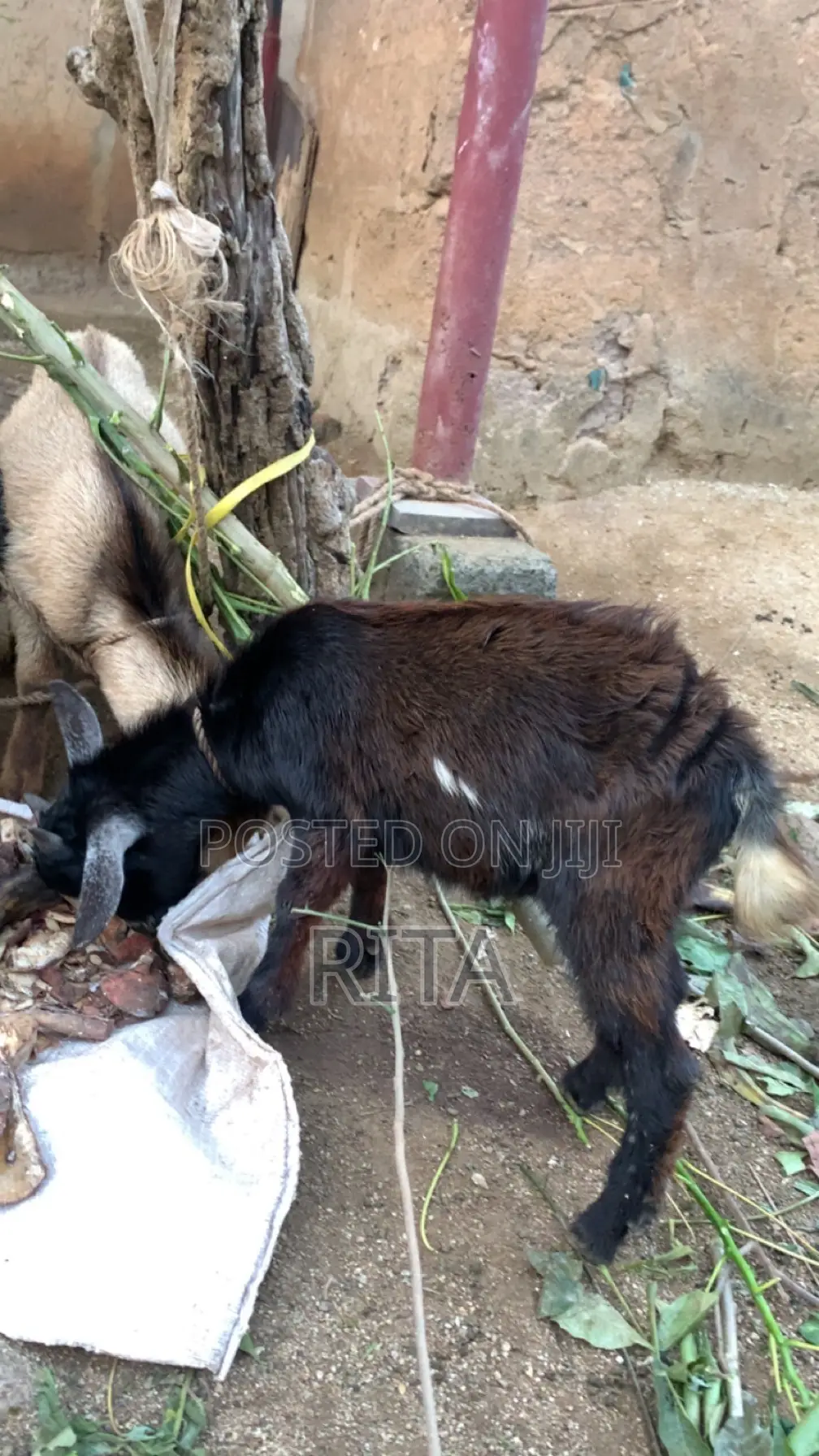 Ritty Livestock