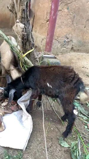 Ritty Livestock
