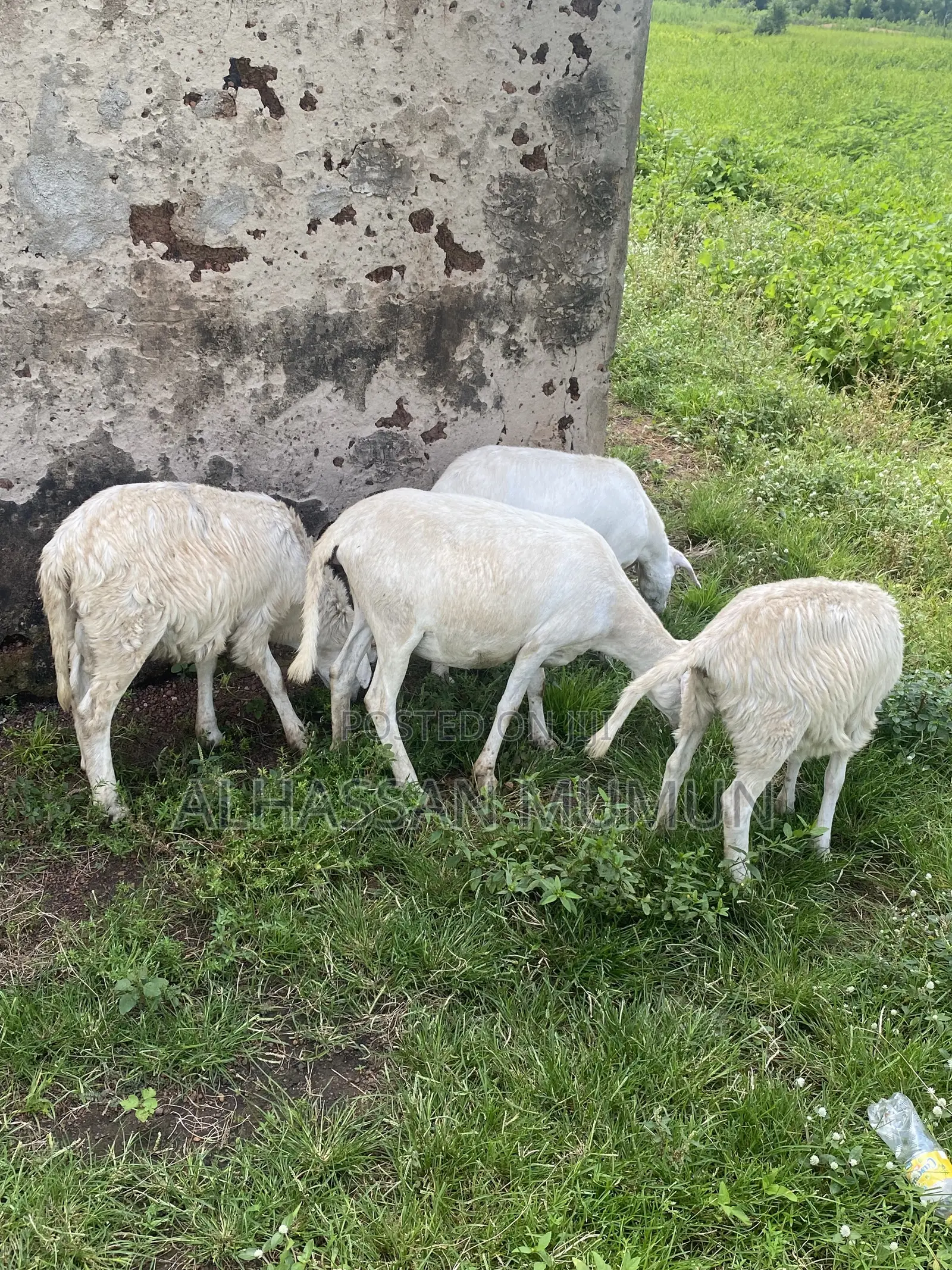 Afa Alhassan Farm Animals