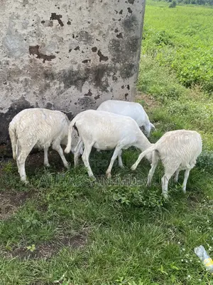 Afa Alhassan Farm Animals