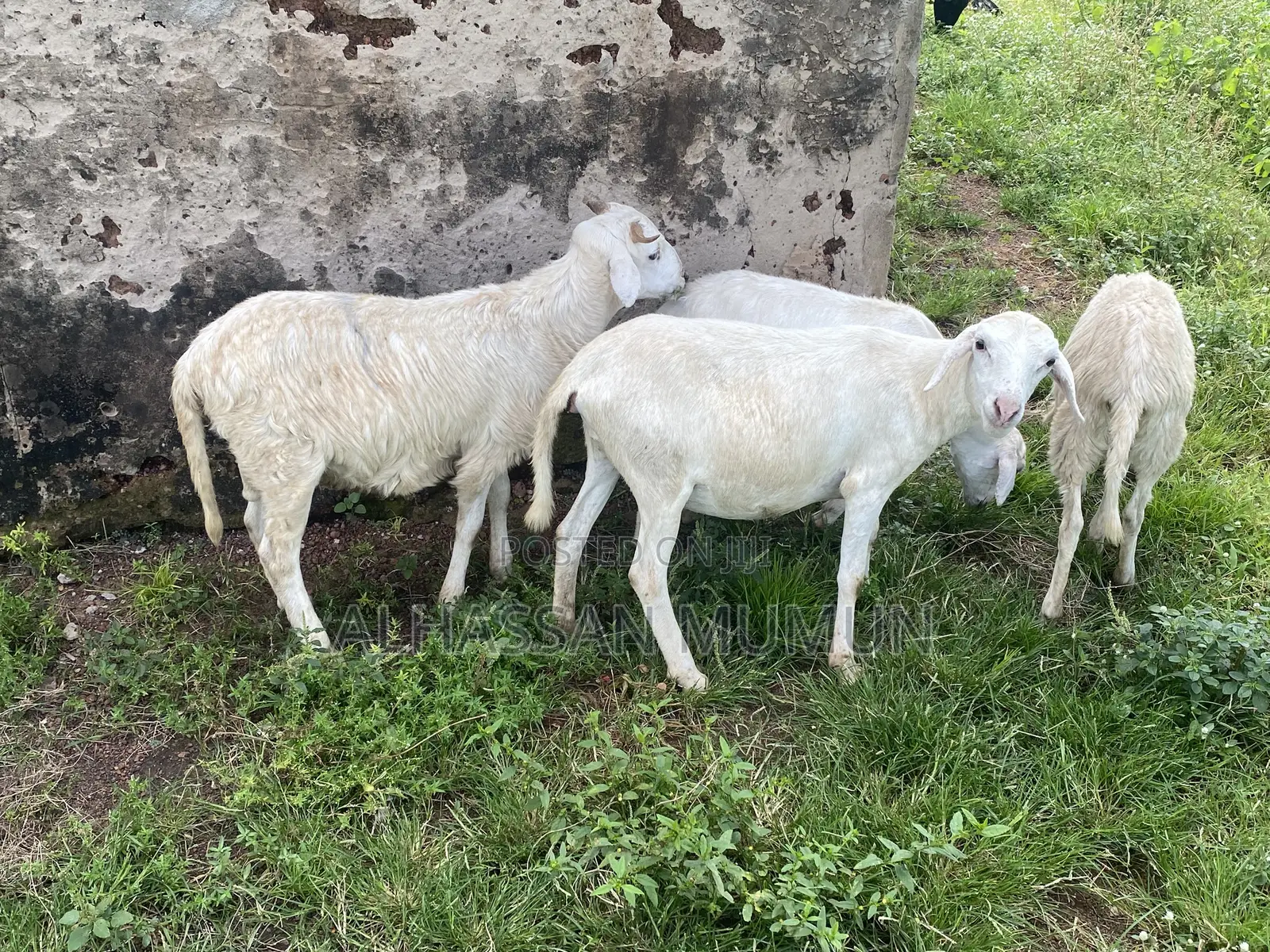 Afa Alhassan Farm Animals