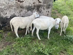Afa Alhassan Farm Animals