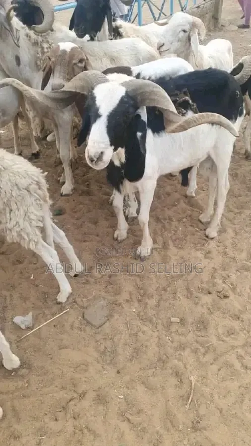 Strong and Healthy Sheep