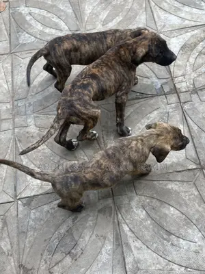 1-3 months Female Mixed Breed Boerboel