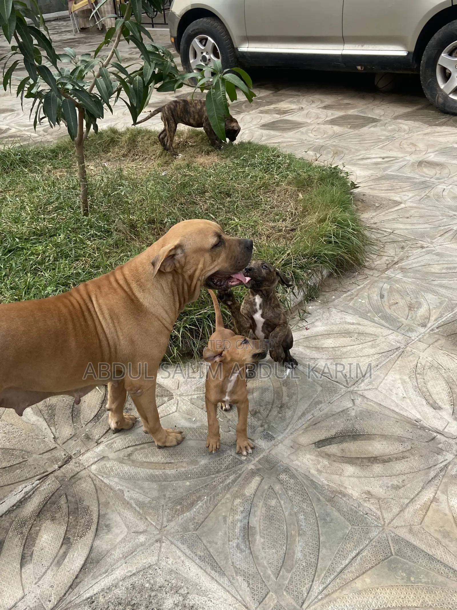1-3 months Female Mixed Breed Boerboel