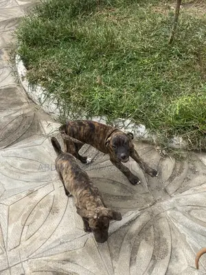 1-3 months Female Mixed Breed Boerboel