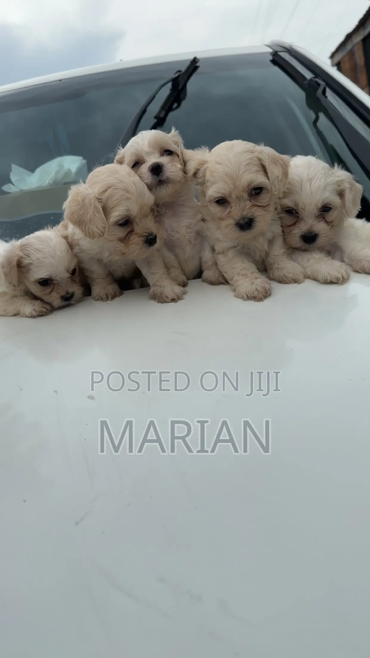 3-6 months Male Purebred Maltese
