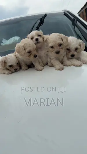 3-6 months Male Purebred Maltese