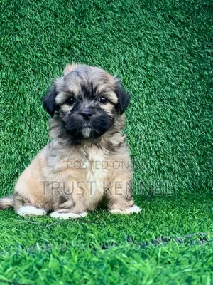 1-3 months Male Purebred Poodle