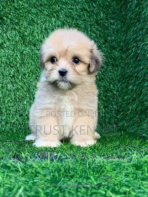 1-3 months Male Purebred Poodle