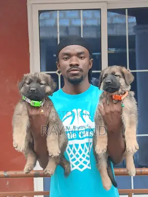 1-3 months Male Purebred German Shepherd