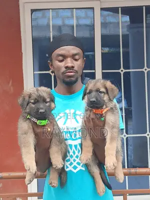 1-3 months Male Purebred German Shepherd