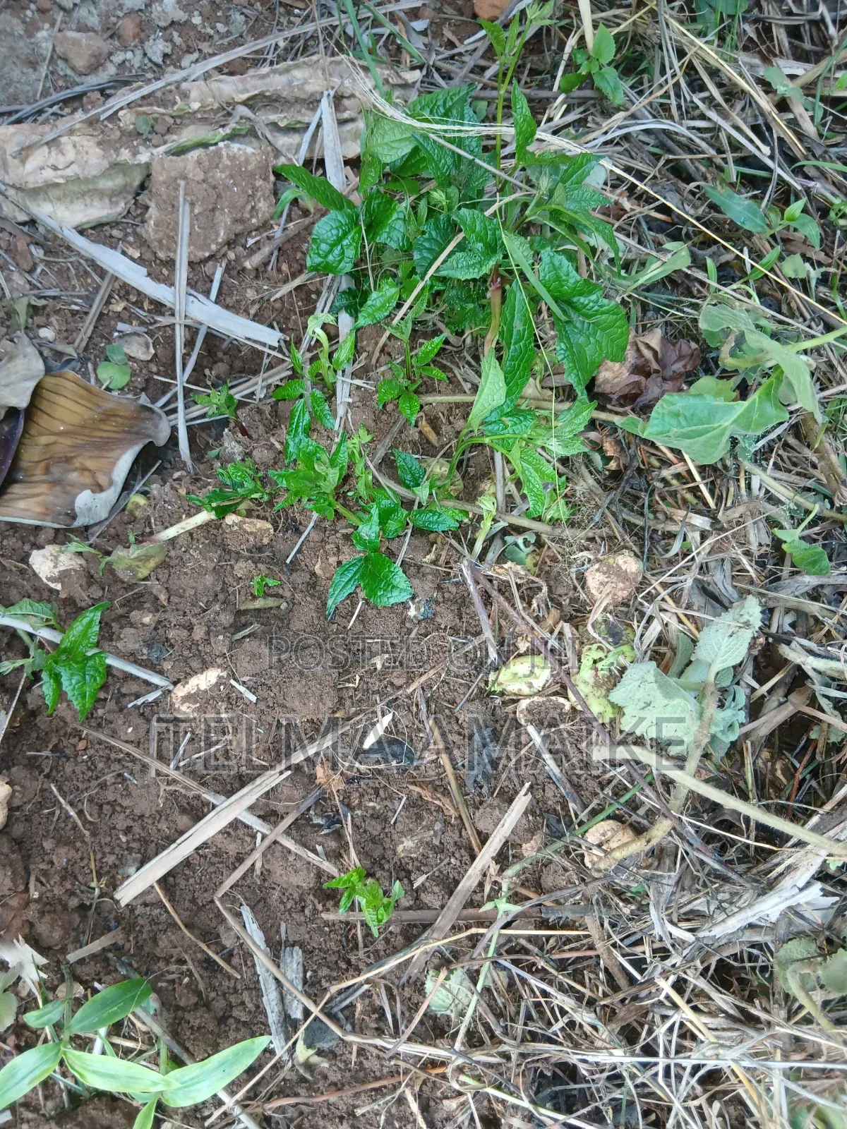 Ugu.( Fluted Pumpkin Vegetable, Seeds, Seedlings
