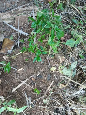 Ugu.( Fluted Pumpkin Vegetable, Seeds, Seedlings