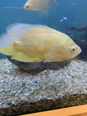 Albino Tiger Oscar Fish