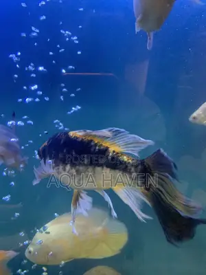 Butterfly Koi Fishes
