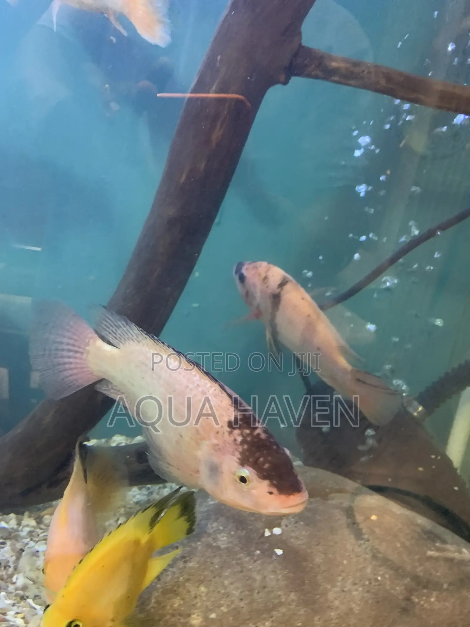 Cichlids Fish