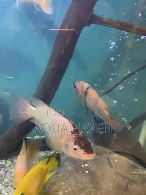 Cichlids Fish