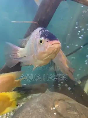 Cichlids Fish