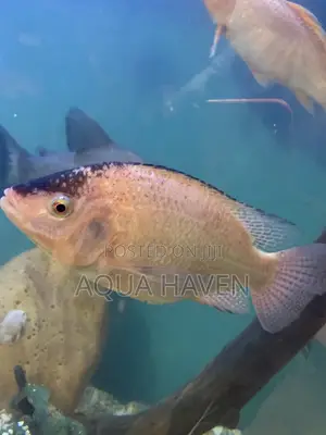 Cichlids Fish