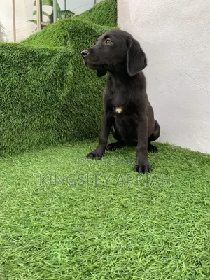 1-3 months Female Purebred Labrador Retriever