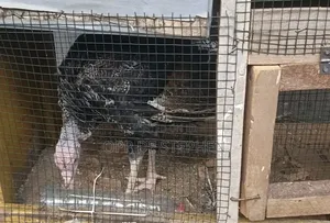 Male Turkey