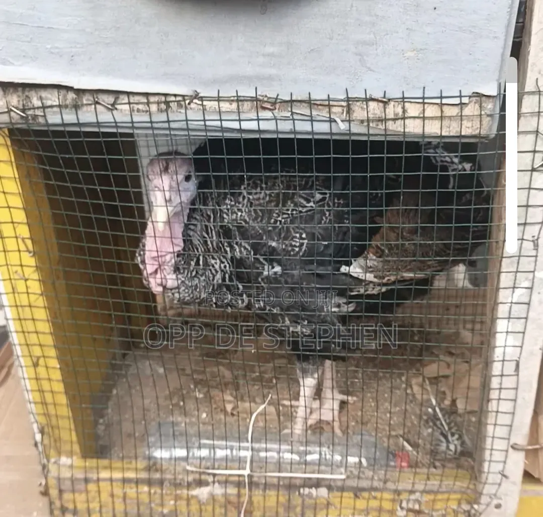 Male Turkey